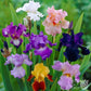 Bearded Iris - Califlora Colorful Crop Mix (Reblooming)
