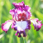 Bearded Iris - Califlora Tennison Ridge (Reblooming)