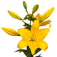 Lilium - LA Hybrid Lily Beau Soleil