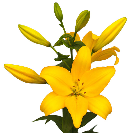 Lilium - LA Hybrid Lily Beau Soleil