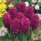 Bedding Sized Hyacinth Collection Bulbs Blooms Species Growing Bonsai Roots Rhizomes Corms Tubers Potted Planting Reblooming Fragrant Garden Flower Seeds Plant Gardening