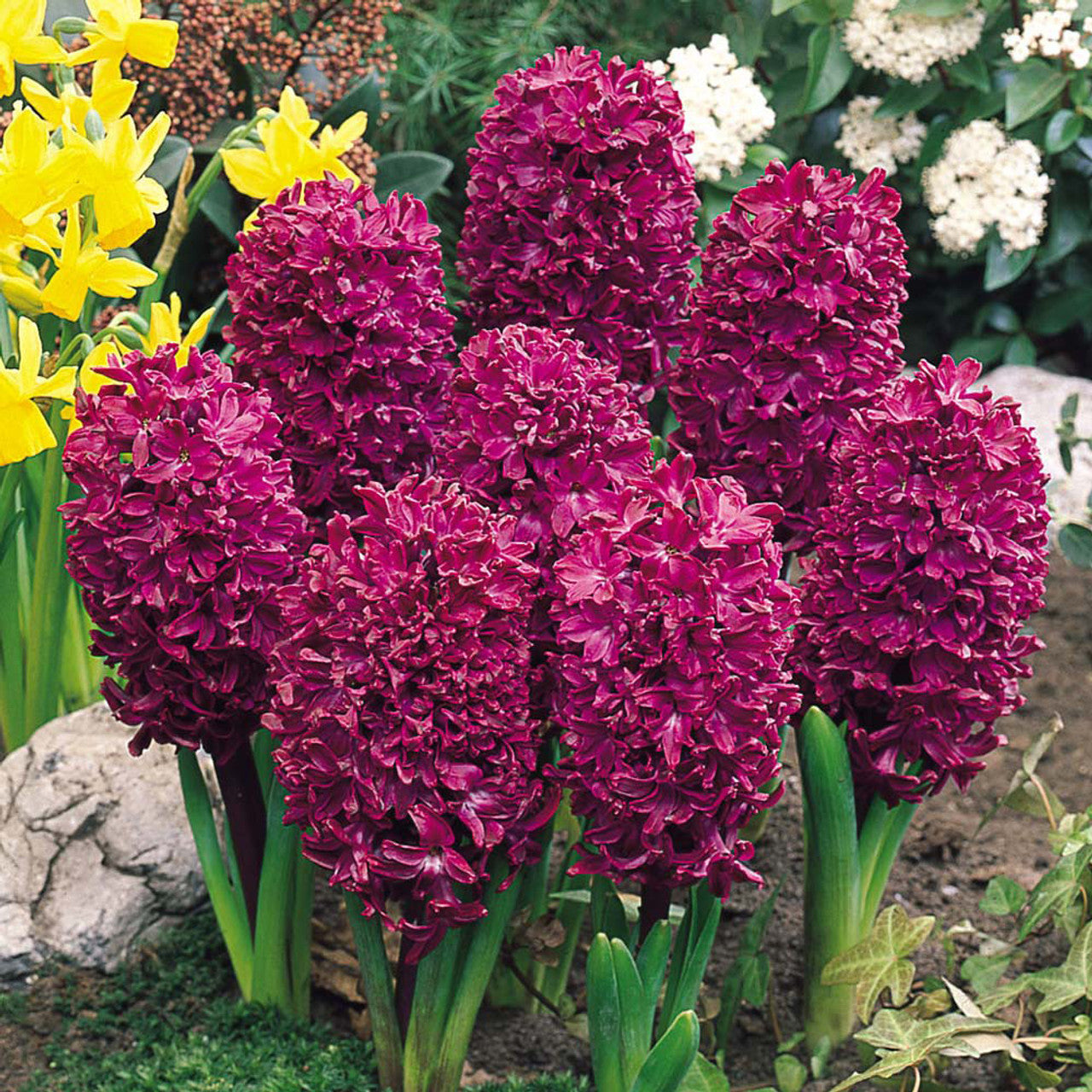 Bedding Sized Hyacinth Collection Bulbs Blooms Species Growing Bonsai Roots Rhizomes Corms Tubers Potted Planting Reblooming Fragrant Garden Flower Seeds Plant Gardening