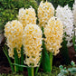 Bedding Sized Hyacinth Collection Bulbs Blooms Species Growing Bonsai Roots Rhizomes Corms Tubers Potted Planting Reblooming Fragrant Garden Flower Seeds Plant Gardening