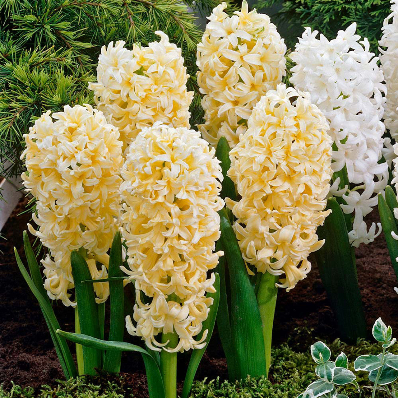 Bedding Sized Hyacinth Collection Bulbs Blooms Species Growing Bonsai Roots Rhizomes Corms Tubers Potted Planting Reblooming Fragrant Garden Flower Seeds Plant Gardening