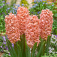 Bedding Sized Hyacinth Collection Bulbs Blooms Species Growing Bonsai Roots Rhizomes Corms Tubers Potted Planting Reblooming Fragrant Garden Flower Seeds Plant Gardening