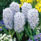Bedding Sized Hyacinth Collection Bulbs Blooms Species Growing Bonsai Roots Rhizomes Corms Tubers Potted Planting Reblooming Fragrant Garden Flower Seeds Plant Gardening