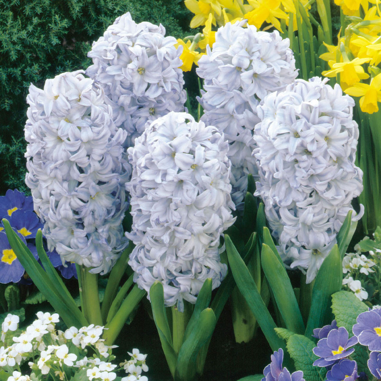 Bedding Sized Hyacinth Collection Bulbs Blooms Species Growing Bonsai Roots Rhizomes Corms Tubers Potted Planting Reblooming Fragrant Garden Flower Seeds Plant Gardening