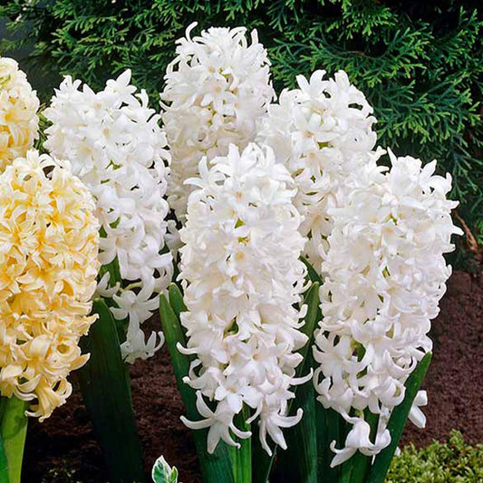 Bedding Sized Hyacinth Collection Bulbs Blooms Species Growing Bonsai Roots Rhizomes Corms Tubers Potted Planting Reblooming Fragrant Garden Flower Seeds Plant Gardening