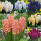 Bedding Sized Hyacinth Collection Bulbs Blooms Species Growing Bonsai Roots Rhizomes Corms Tubers Potted Planting Reblooming Fragrant Garden Flower Seeds Plant Gardening