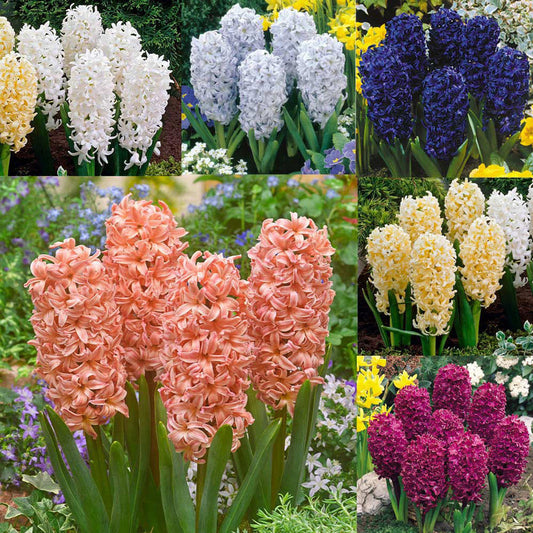 Bedding Sized Hyacinth Collection Bulbs Blooms Species Growing Bonsai Roots Rhizomes Corms Tubers Potted Planting Reblooming Fragrant Garden Flower Seeds Plant Gardening