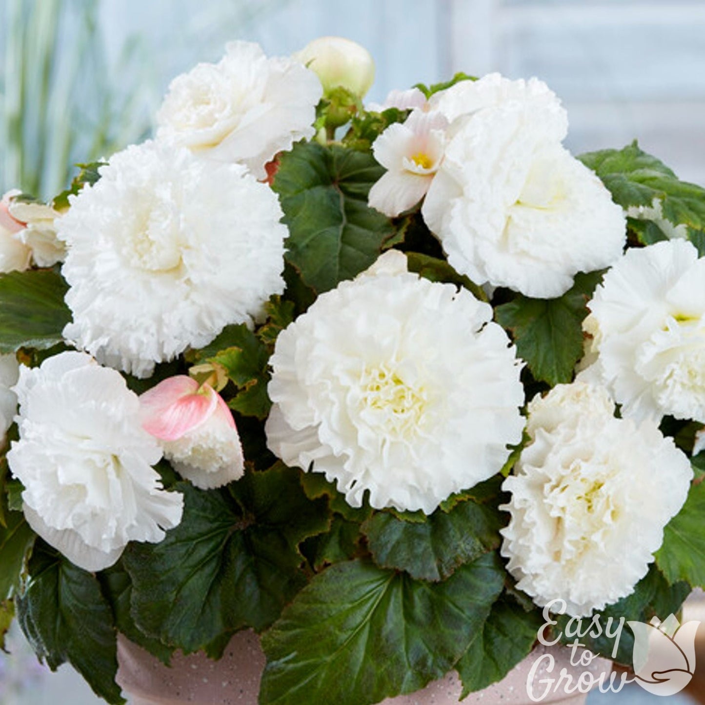 Begonia - Giant Ruffled White