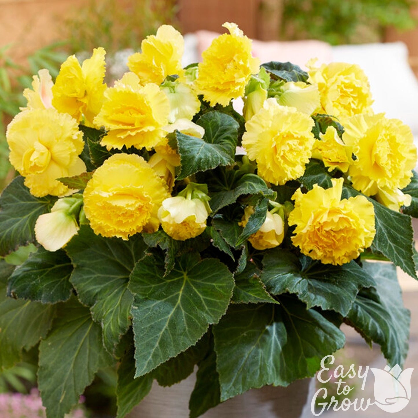 Begonia - Giant Ruffled Yellow