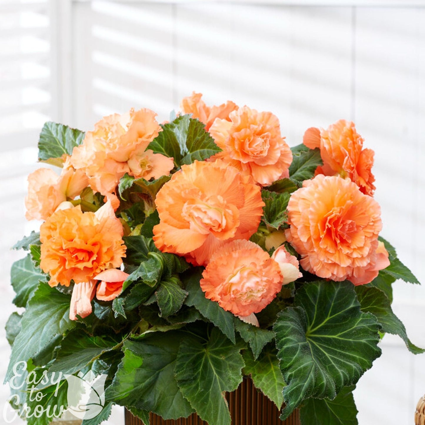 Begonia - Giant Ruffled Apricot