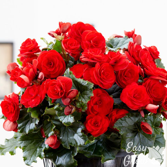 Begonia - Giant Ruffled Red