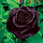 Black Bush Rose Seedlings Flower Seeds Perennial Growing Bonsai Corms Tubers Potted Planting Reblooming Fragrant Garden Roots Rhizomes Species Blooms Plant Bulbs Gardening Tree