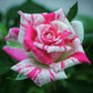 Bright Pink Rose Seedlings Flower Seeds Perennial Growing Bonsai Corms Tubers Potted Planting Reblooming Fragrant Garden Roots Rhizomes Species Blooms Plant Bulbs Gardening Tree