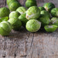 Brussels Sprout Seed