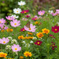 Butterfly Attracting Seed