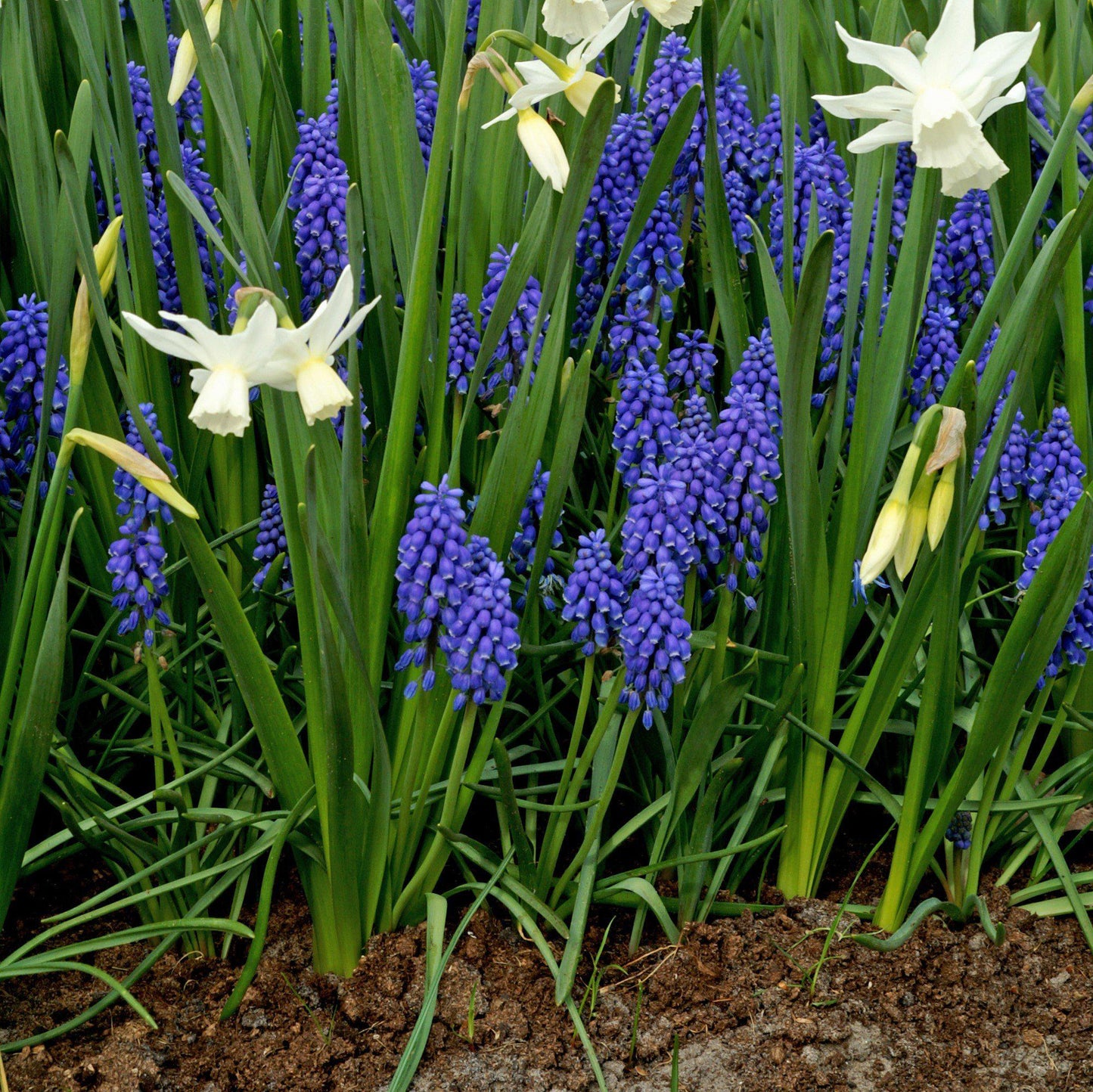 Muscari & Narcissus - Serenity Blend
