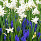 Muscari & Narcissus - Serenity Blend