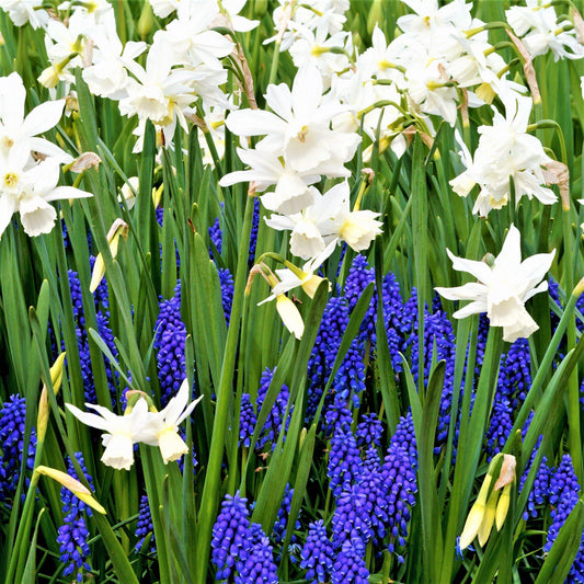 Muscari & Narcissus - Serenity Blend