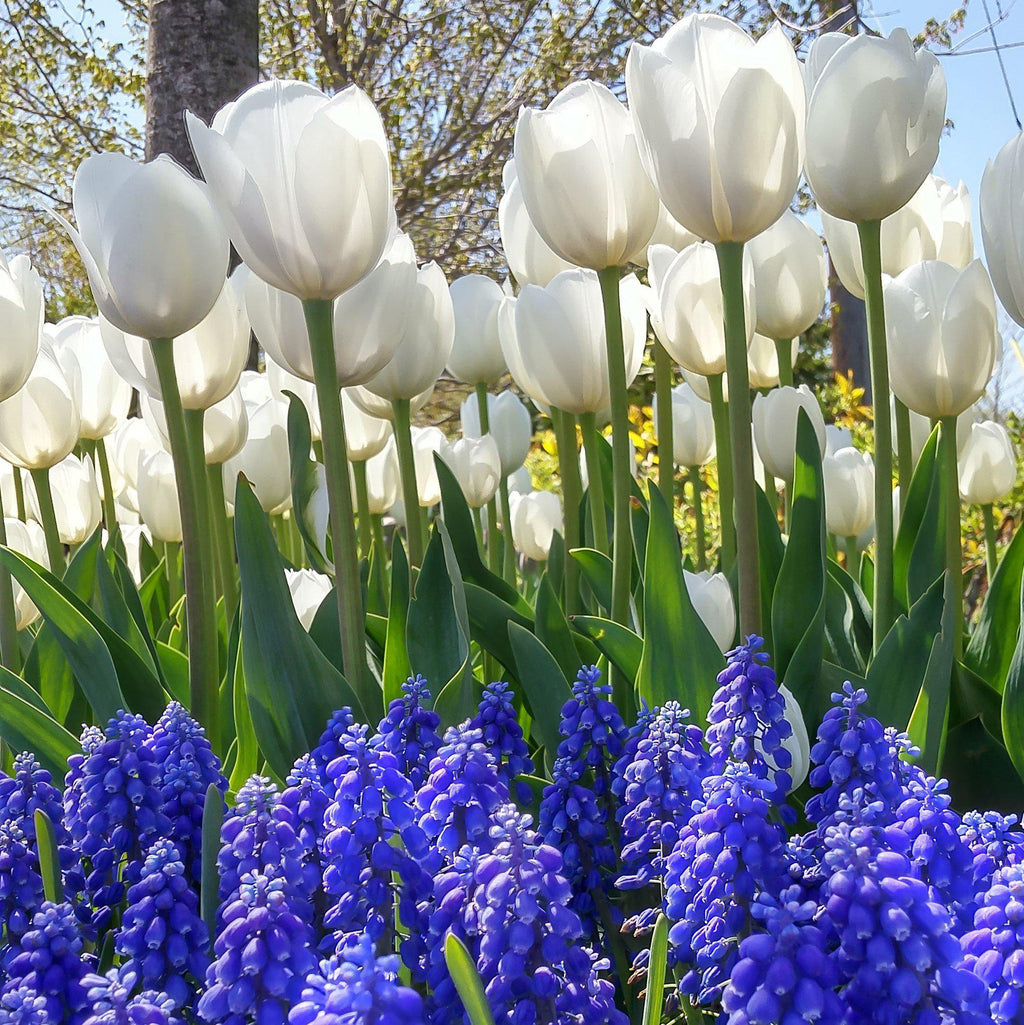 Blueberries and Cream Blend - Muscari & Tulip Bulbs Blooms Species Growing Bonsai Roots Rhizomes Corms Tubers Potted Planting Reblooming Fragrant Garden Flower Seeds Plant