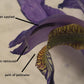 Siberian Iris Charming Billy Bearded Garden Fragrant Flower Seeds Plants Multiply Rapidly Home Balcony Bonsai Potted Planting Reblooming Fragrant Garden