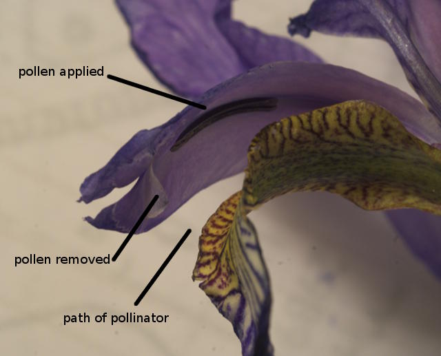 Siberian Iris Charming Billy Bearded Garden Fragrant Flower Seeds Plants Multiply Rapidly Home Balcony Bonsai Potted Planting Reblooming Fragrant Garden