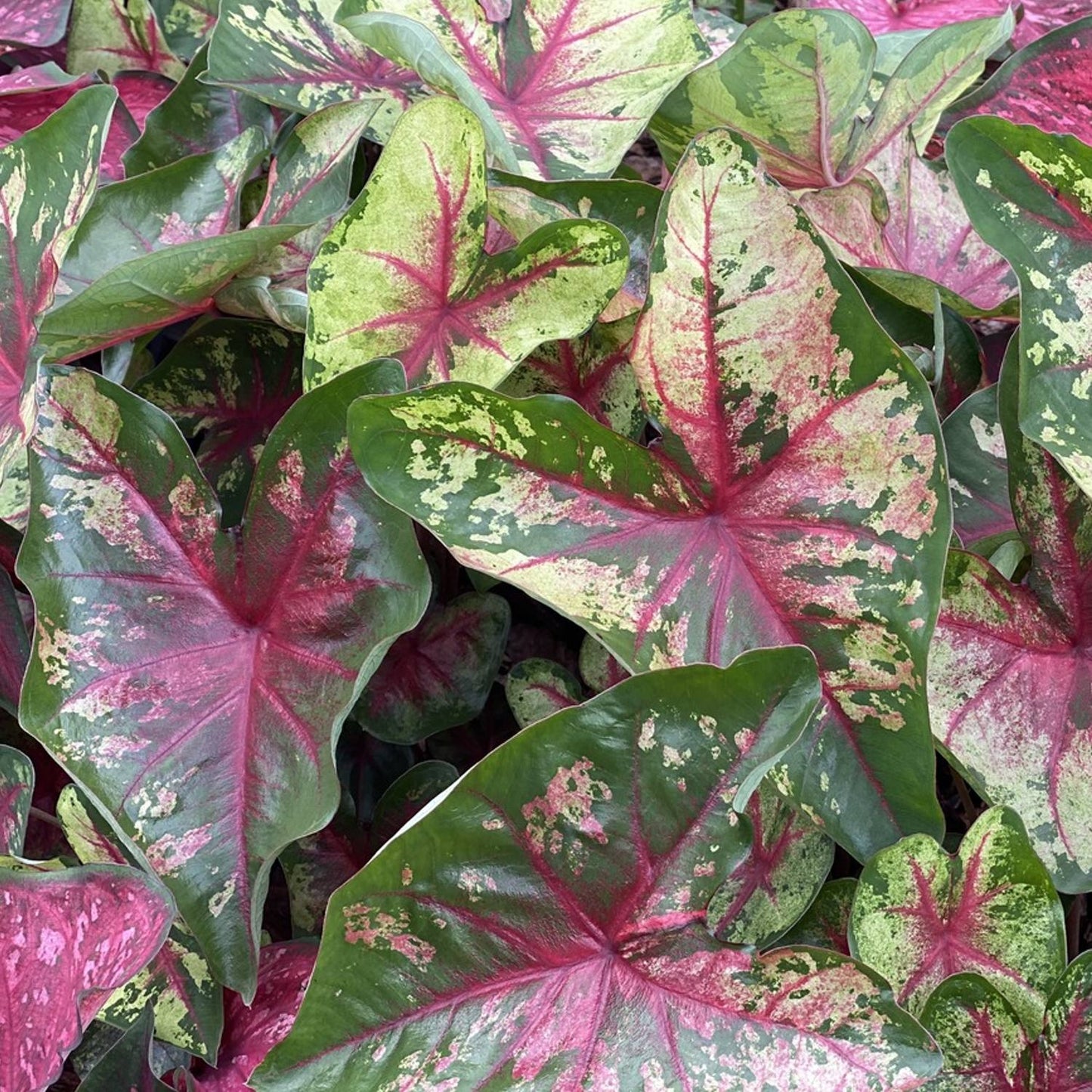 Caladium - Flatter Me