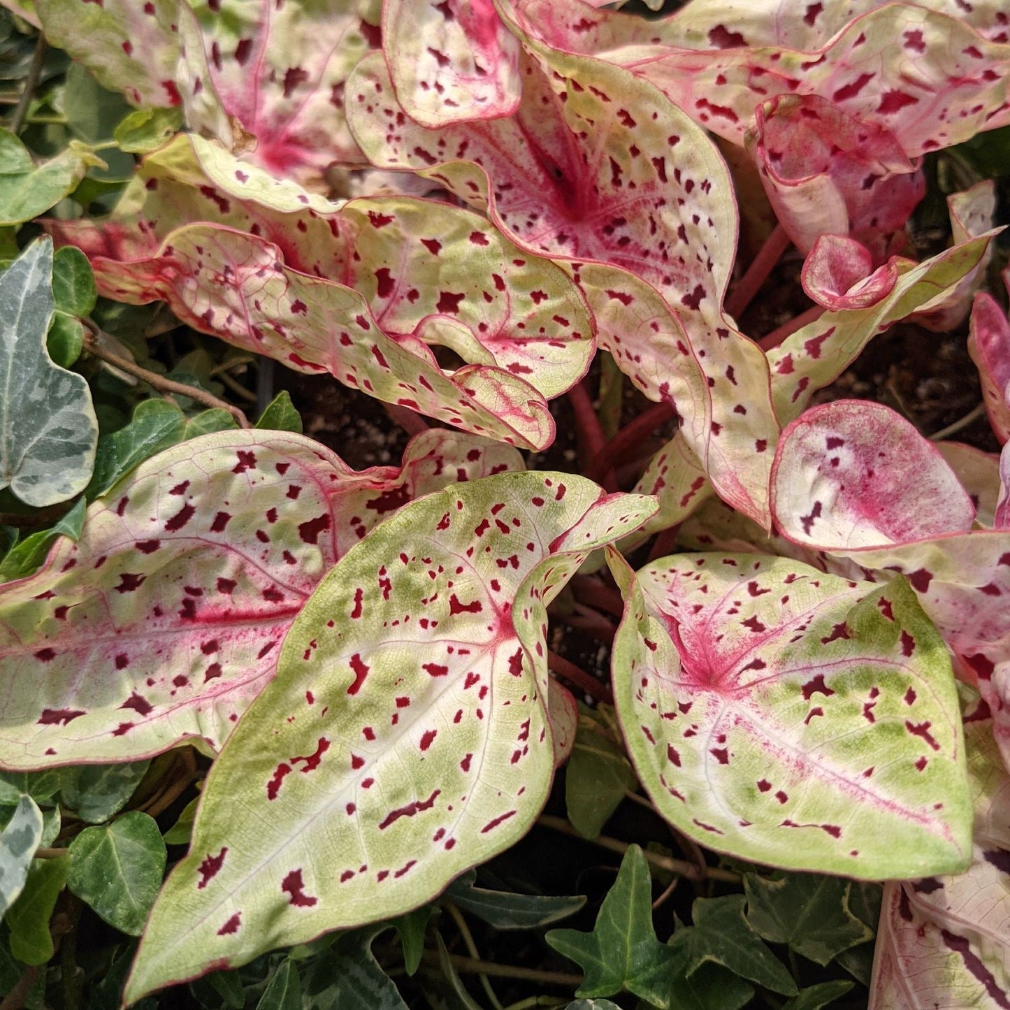 Caladium - Miss Muffett