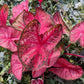 Caladium - Party Punch