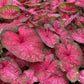 Caladium - Radiance