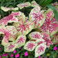 Caladium - Raspberry Moon