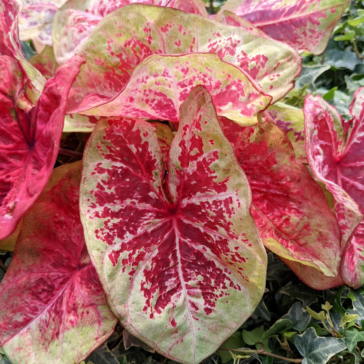 Caladium - Raspberry Moon