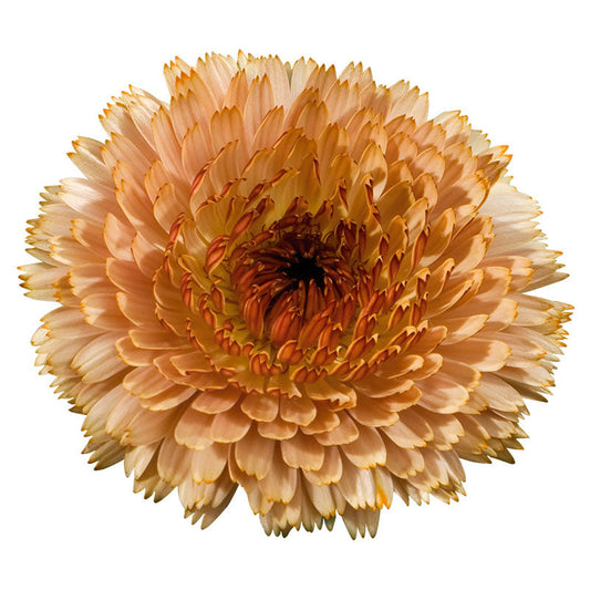Calendula Touch of Red Buff Seed