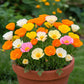 California Poppy Mix Seed