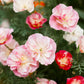 California Poppy Pink Seed