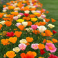 California Poppy Mix Seed