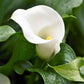 Calla - Bridal Bliss