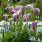 Calla - Picasso