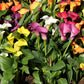 Calla - Rainbow Mix