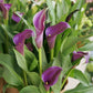 Calla - Regal