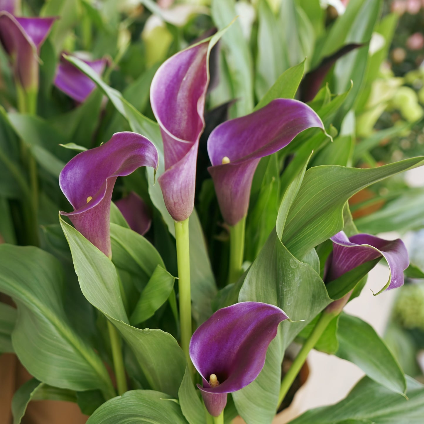 Calla - Regal