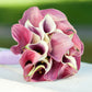 Calla - Romance Collection