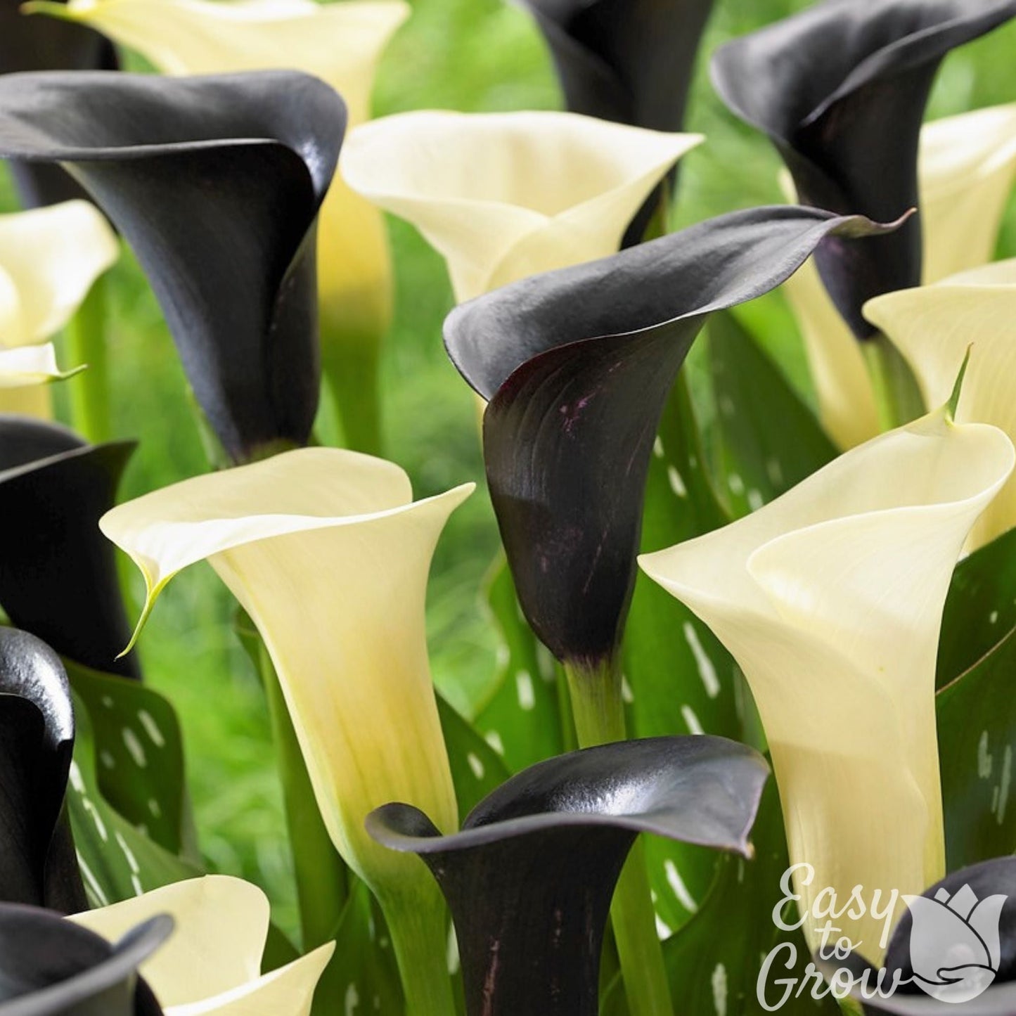 Calla - Tuxedo Collection