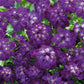 Candytuft Purple Seed