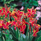 Canna Lucifer Bulbs Perennial Growing Bonsai Roots Rhizomes Corms Tubers Potted Planting Reblooming Fragrant Garden Species Blooms Flower Seeds Plant Gardening