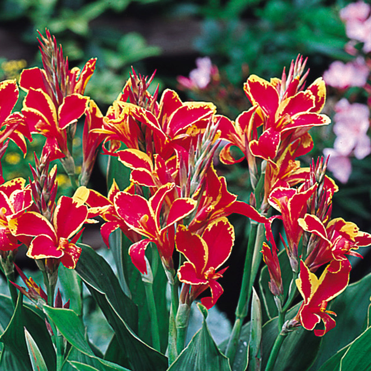 Canna Lucifer Bulbs Perennial Growing Bonsai Roots Rhizomes Corms Tubers Potted Planting Reblooming Fragrant Garden Species Blooms Flower Seeds Plant Gardening