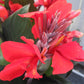 Canna Cannova Bronze Scarlet Bulbs Perennial Growing Bonsai Roots Rhizomes Corms Tubers Potted Planting Reblooming Fragrant Garden Species Blooms Flower Seeds Plant Gardening