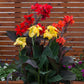 Canna Cannova Bronze Scarlet Bulbs Perennial Growing Bonsai Roots Rhizomes Corms Tubers Potted Planting Reblooming Fragrant Garden Species Blooms Flower Seeds Plant Gardening